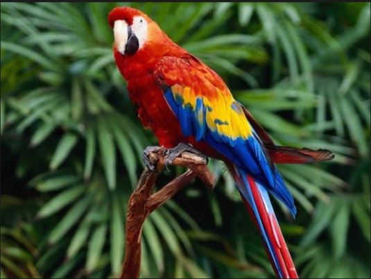 Love the colorful macaws